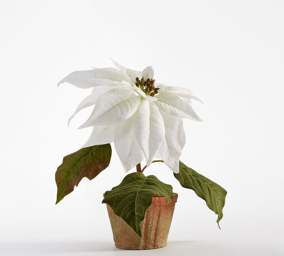 Faux Potted Poinsettias White Pottery Barn Australia